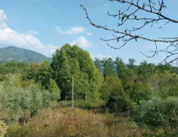 Aste giudiziarie immobiliari online - 4.0