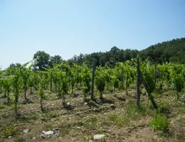 Aste giudiziarie immobiliari online - 9.0