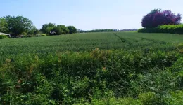 Aste giudiziarie immobiliari online - 5.0