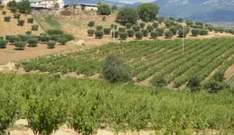 Aste giudiziarie immobiliari online - 4.0