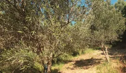 Aste giudiziarie immobiliari online - 5.0