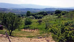 Aste giudiziarie immobiliari online - 9.0