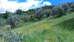 Aste giudiziarie immobiliari online - 1.0