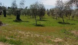 Aste giudiziarie immobiliari online - 2.0